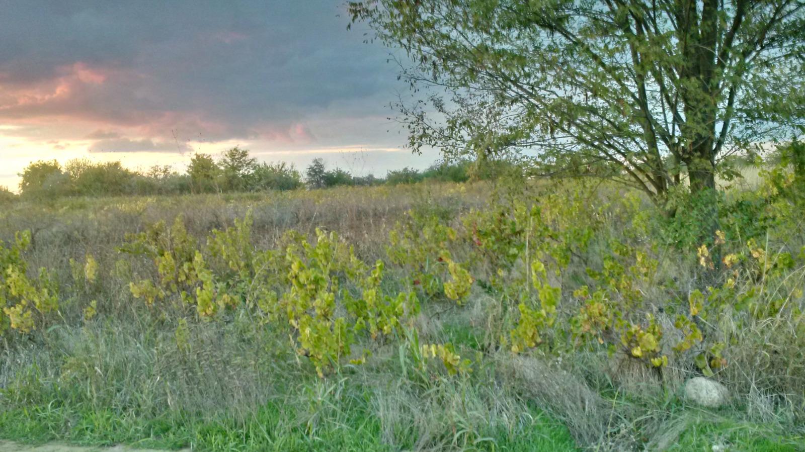 House for Sale in Alfatar, Silistra